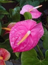Flower Seeds, Seeds,Seeds For Planting,Plant Seeds