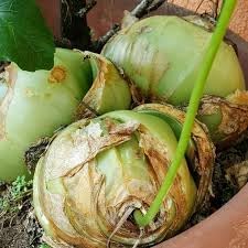 Vegetable Seeds,Garden seeds, Seeds For Planting,Plant Seeds