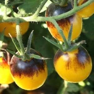 Vegetable Seeds,Garden seeds, Seeds For Planting,Plant Seeds