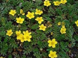 Flower Seeds, Seeds,Seeds For Planting,Plant Seeds