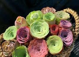 Flower Seeds, Seeds,Seeds For Planting,Plant Seeds