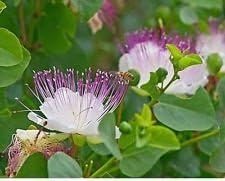 Flower Seeds, Seeds,Seeds For Planting,Plant Seeds