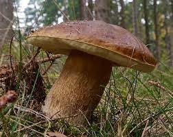 Vegetable Seeds,Garden seeds, Seeds For Planting,Plant Seeds