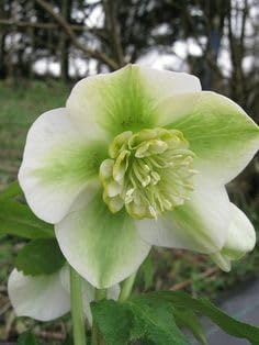 Flower Seeds, Seeds,Seeds For Planting,Plant Seeds