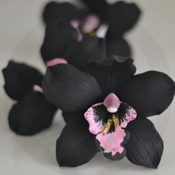 Black Orchid Flower Seeds for Planting – Heirloom, Non-GMO, High Germination Organic Garden Seeds
