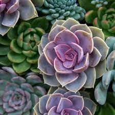 Flower Seeds, Seeds,Seeds For Planting,Plant Seeds