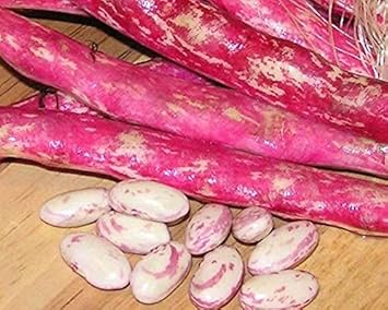 Vegetable Seeds,Garden seeds, Seeds For Planting,Plant Seeds
