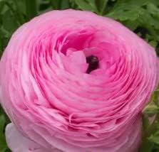 Flower Seeds, Seeds,Seeds For Planting,Plant Seeds