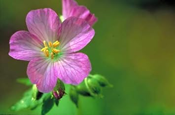 Flower Seeds, Seeds,Seeds For Planting,Plant Seeds