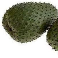 Fruit Seeds,Garden seeds, Seeds For Planting,Plant Seeds