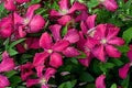 Pink Clematis Flower Seeds for Planting – Heirloom, Non-GMO, Vibrant Color Garden Seeds