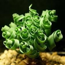 Flower Seeds, Seeds,Seeds For Planting,Plant Seeds