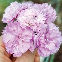 Flower Seeds, Seeds,Seeds For Planting,Plant Seeds
