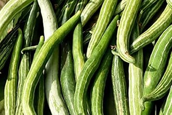 Vegetable Seeds,Garden seeds, Seeds For Planting,Plant Seeds