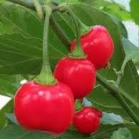 Vegetable Seeds,Garden seeds, Seeds For Planting,Plant Seeds