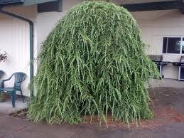 Flower Seeds, Seeds,Seeds For Planting,Plant Seeds