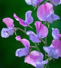 Flower Seeds, Seeds,Seeds For Planting,Plant Seeds