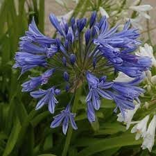 Flower Seeds, Seeds,Seeds For Planting,Plant Seeds