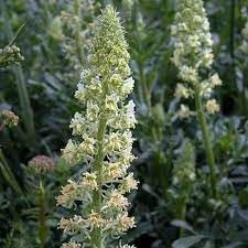 Flower Seeds, Seeds,Seeds For Planting,Plant Seeds