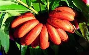 red banana plant seeds Red Banana Fruit Seeds – Heirloom, Non-GMO Seeds for Exotic Tropical F – Earthechoseeds