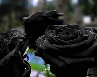 Flower Seeds, Seeds,Seeds For Planting,Plant Seeds