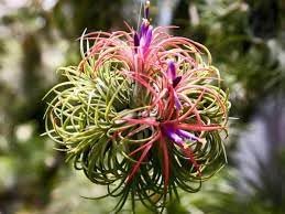 Flower Seeds, Seeds,Seeds For Planting,Plant Seeds