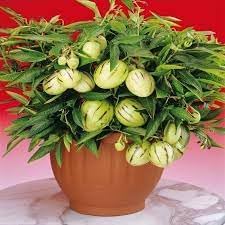 Fruit Seeds,Garden seeds, Seeds For Planting,Plant Seeds