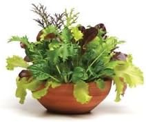 Vegetable Seeds,Garden seeds, Seeds For Planting,Plant Seeds