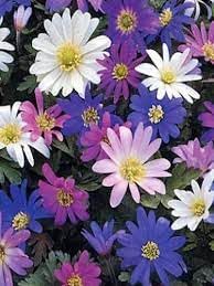Anemone Blanda Flower Seeds for Planting – Heirloom, Non-GMO, High Germination Organic Garden Seeds