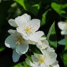 Flower Seeds, Seeds,Seeds For Planting,Plant Seeds