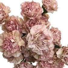 Flower Seeds, Seeds,Seeds For Planting,Plant Seeds