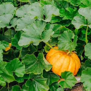 Vegetable Seeds,Garden seeds, Seeds For Planting,Plant Seeds