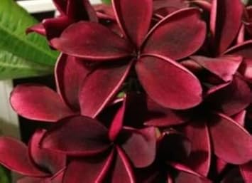 Flower Seeds, Seeds,Seeds For Planting,Plant Seeds