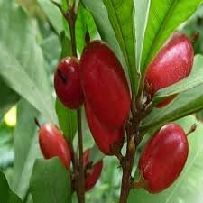 Fruit Seeds,Garden seeds, Seeds For Planting,Plant Seeds