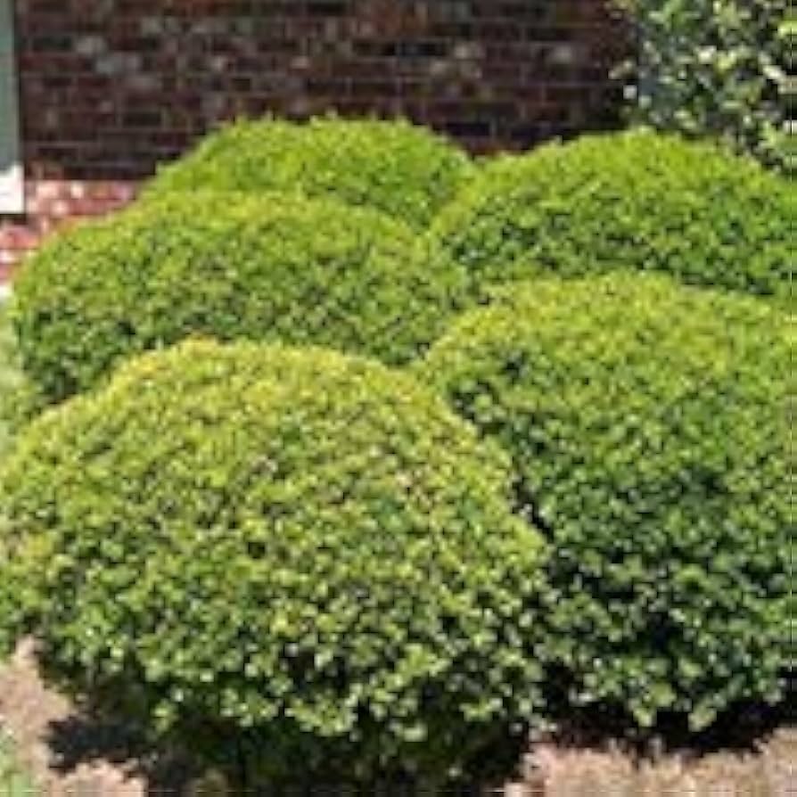 Vegetable Seeds,Garden seeds, Seeds For Planting,Plant Seeds