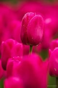 Deep Pink Tulip Seeds – Heirloom, Non-GMO, Perfect for Borders