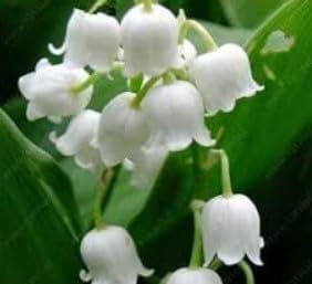 Flower Seeds, Seeds,Seeds For Planting,Plant Seeds