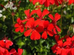 Flower Seeds, Seeds,Seeds For Planting,Plant Seeds