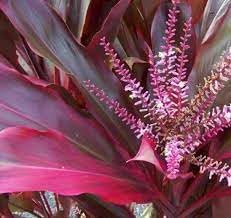 Cordyline Plant Seeds for Planting – Heirloom, Non-GMO, High Germination Organic Garden Seeds