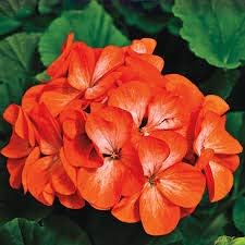 Flower Seeds, Seeds,Seeds For Planting,Plant Seeds