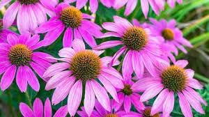 Flower Seeds, Seeds,Seeds For Planting,Plant Seeds