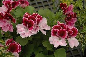 Flower Seeds, Seeds,Seeds For Planting,Plant Seeds