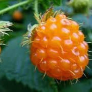 Fruit Seeds,Garden seeds, Seeds For Planting,Plant Seeds