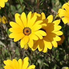 Flower Seeds, Seeds,Seeds For Planting,Plant Seeds