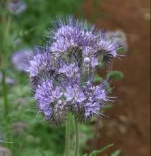 Flower Seeds, Seeds,Seeds For Planting,Plant Seeds
