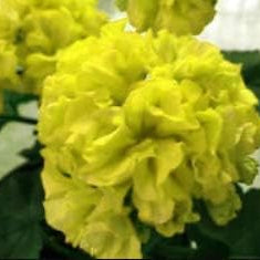 Flower Seeds, Seeds,Seeds For Planting,Plant Seeds
