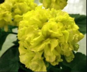 Flower Seeds, Seeds,Seeds For Planting,Plant Seeds