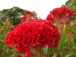 Flower Seeds, Seeds,Seeds For Planting,Plant Seeds