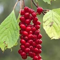 Fruit Seeds,Garden seeds, Seeds For Planting,Plant Seeds