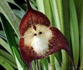 Chocolate Monkey Orchid Flower Seeds for Planting - Heirloom, Non-GMO, High Germination Organic Garden Seeds